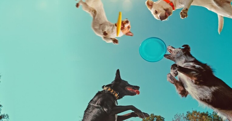 درون ذهن یک سگ - پس‌زمینه