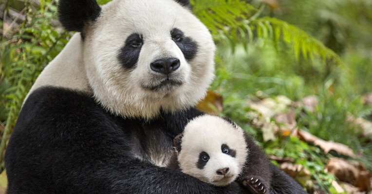 متولد چین - پس‌زمینه