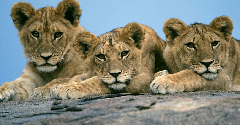 گربه های آفریقایی - پس‌زمینه