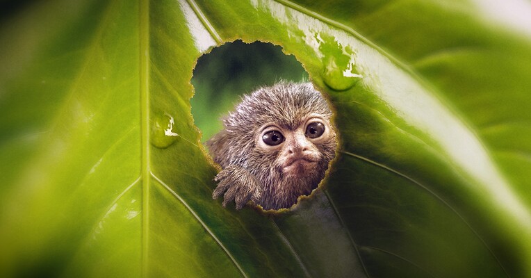 دنیای کوچک - پس‌زمینه