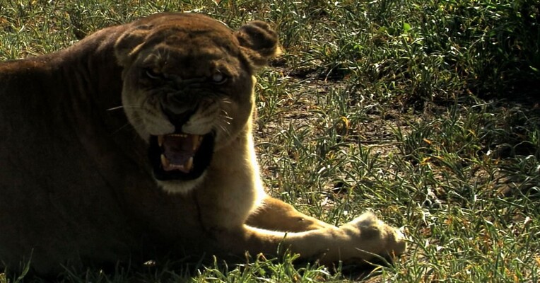 آخرین شیر - پس‌زمینه