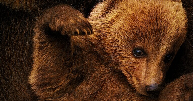 خرس ها - پس‌زمینه