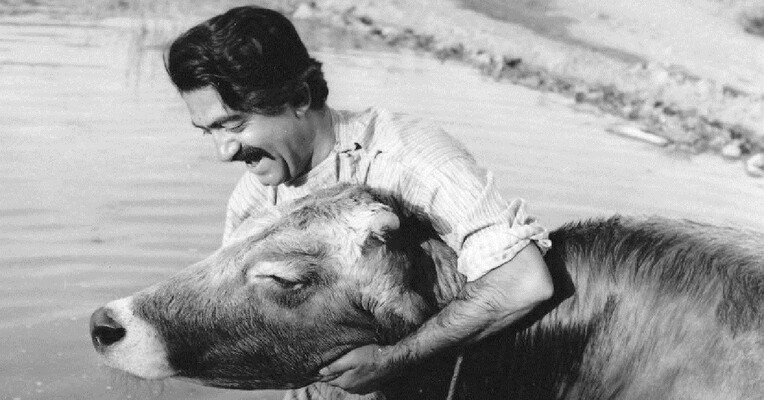 گاو - پس‌زمینه