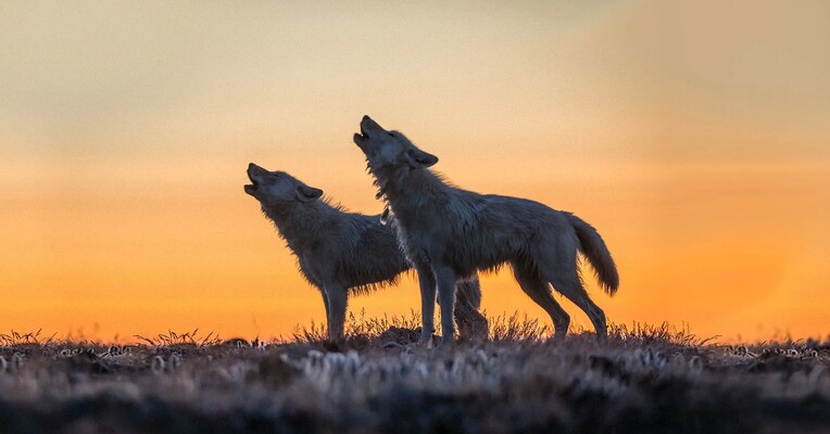 قلمروی گرگ سفید - پس‌زمینه