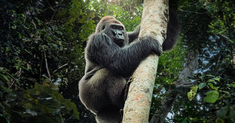 حیوانات غول‌پیکر - پس‌زمینه