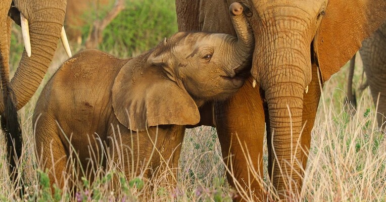 بچه های حیات وحش - پس‌زمینه