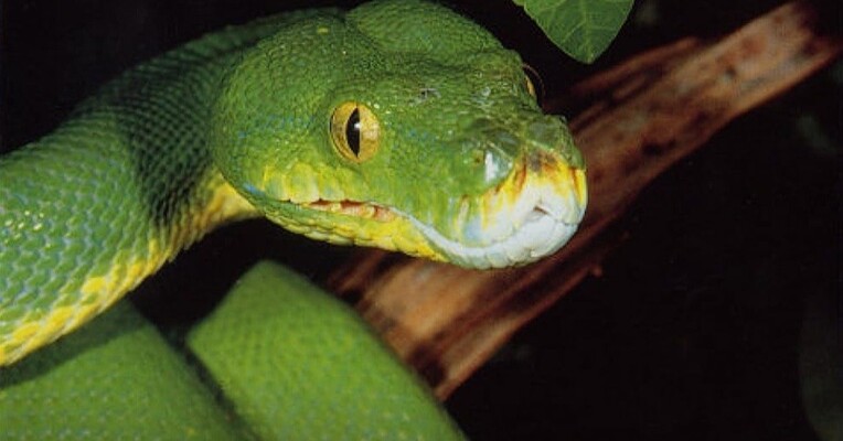 مستند مارها - پس‌زمینه