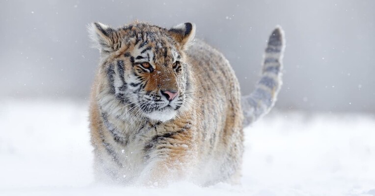 سیاره زمین ۳ - پس‌زمینه