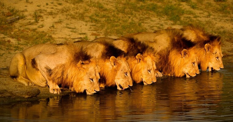 برادران تنی: شیر‌های سابی سند - پس‌زمینه