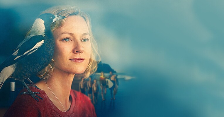 شکوفایی پنگوئن - پس‌زمینه