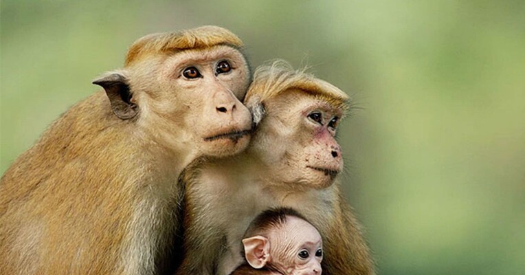 قلمرو میمون‌ها - پس‌زمینه