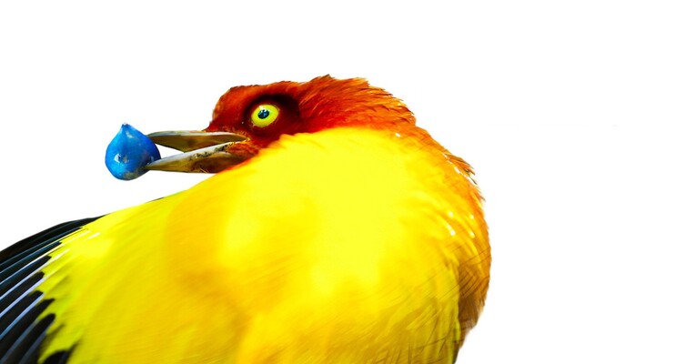 رقص با پرندگان - پس‌زمینه