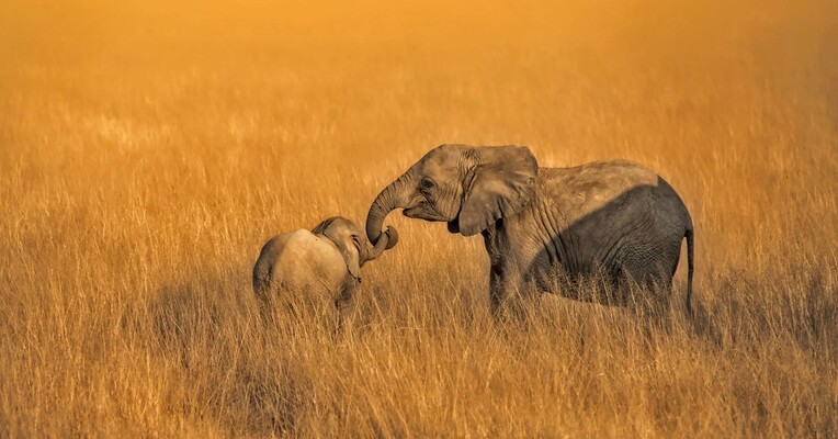 فیل - پس‌زمینه