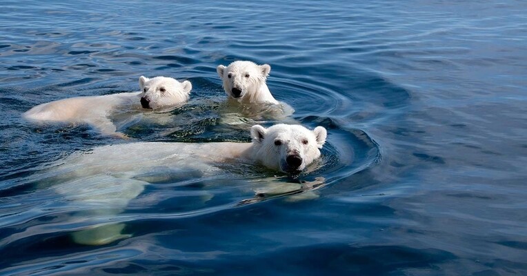 خرسهای قطبی : یک سفر تابستانی - پس‌زمینه