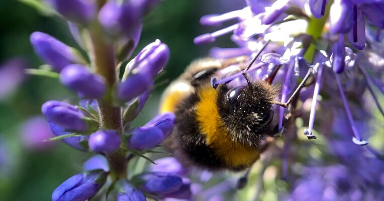 آخرین زنبور عسل - پس‌زمینه