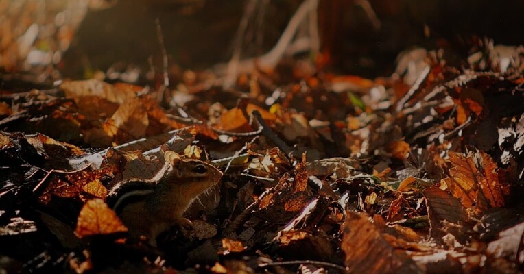 غول های کوچک سه بعدی - پس‌زمینه