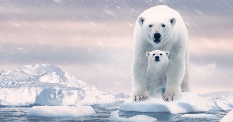 خرس قطبی - پس‌زمینه