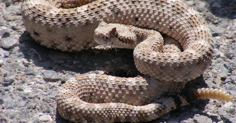 شاه مار زنگی - پس‌زمینه