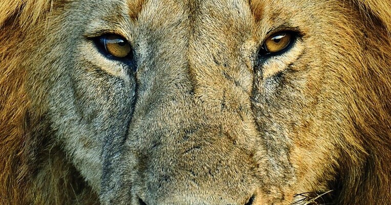 یک هفته با گربه‌سانان - پس‌زمینه