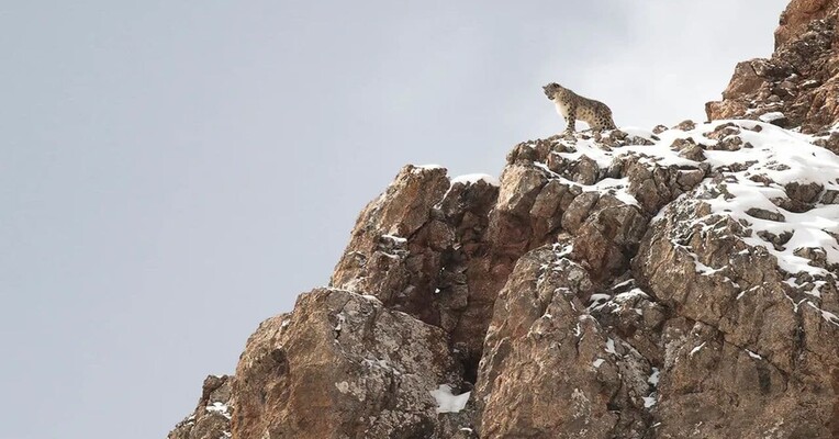 ملکه مخملی - پس‌زمینه