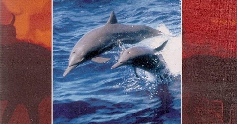 دلفین‌های وحشی - پس‌زمینه