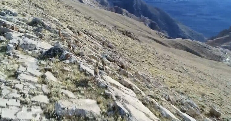 یا ضامن آهو - پس‌زمینه