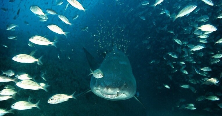 دریای عمیق - پس‌زمینه