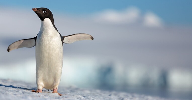 پنگوئن - پس‌زمینه