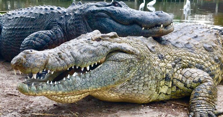 سافاری: تمساح و کروکودیل آمریکایی - پس‌زمینه