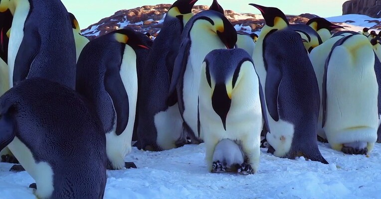 جوجه برفی : داستان یک پنگوئن - پس‌زمینه