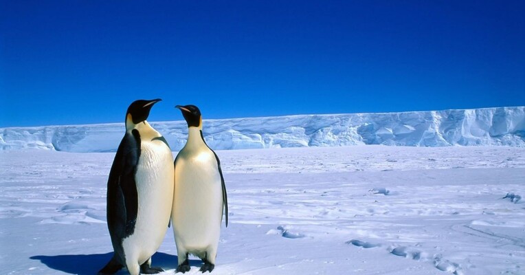 رژه پنگوئن‌ها - پس‌زمینه