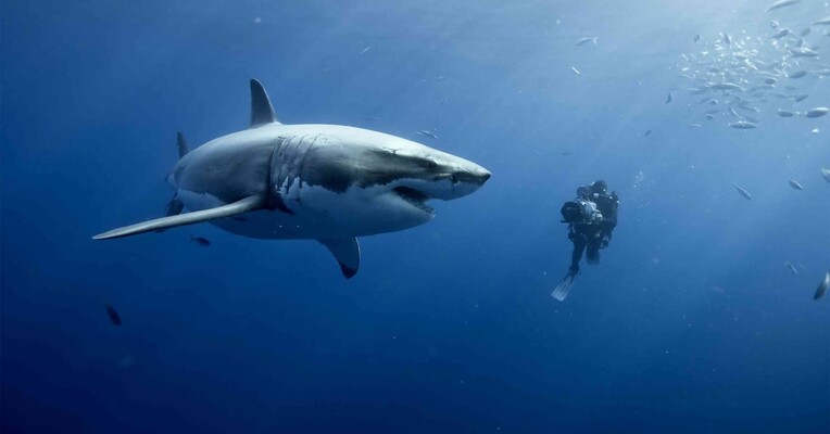 اقیانوس ها - پس‌زمینه