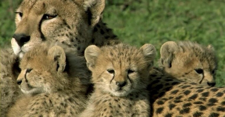 یک زندگی - پس‌زمینه