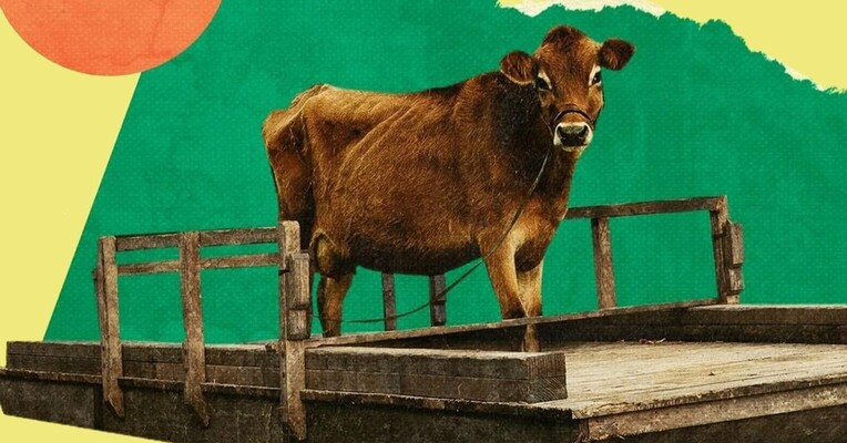 اولین گاو - پس‌زمینه