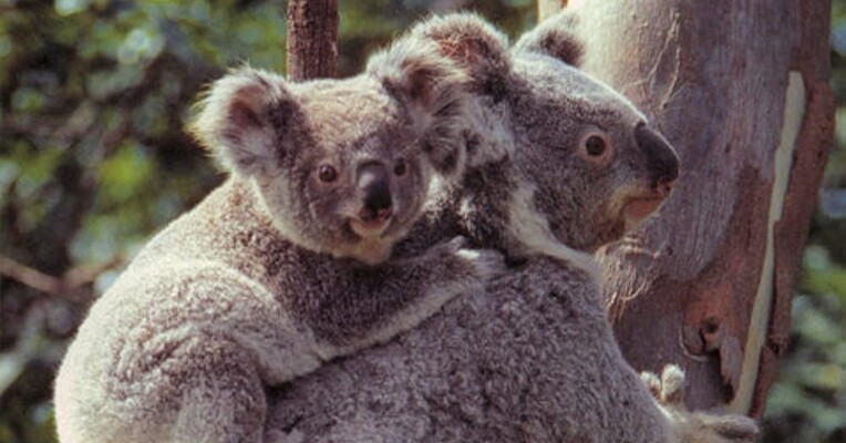 اسرار جانوران استرالیا - پس‌زمینه