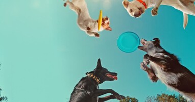  تصویر درون ذهن یک سگ