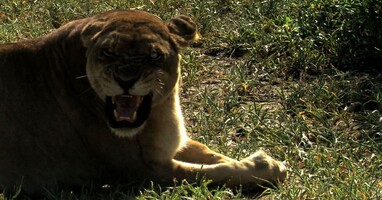  تصویر آخرین شیر