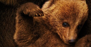  تصویر خرس ها