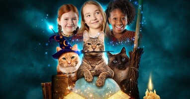  تصویر گربه های ترسو