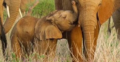  تصویر بچه های حیات وحش