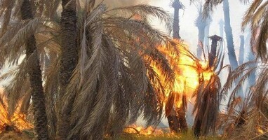  تصویر آتش در نخلستان