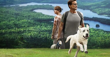  تصویر سگ گمشده