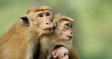  تصویر قلمرو میمون‌ها