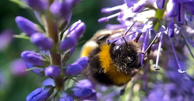  تصویر آخرین زنبور عسل