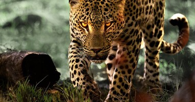  تصویر زیبای زندگی با پلنگ ها