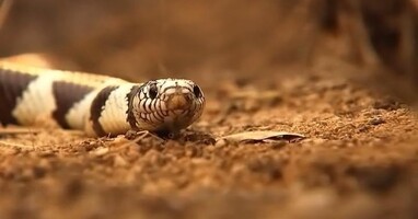  تصویر شکار و بقا