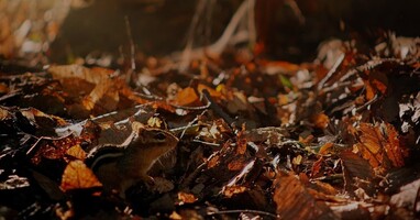  تصویر غول های کوچک سه بعدی