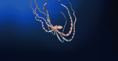  تصویر رازهای اختاپوس