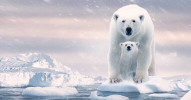  تصویر خرس قطبی