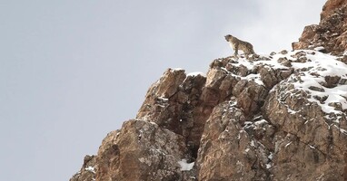  تصویر ملکه مخملی